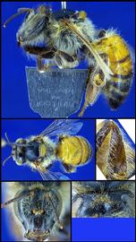   Apis mellifera  female, photo: A.H. Smith-Pardo 
